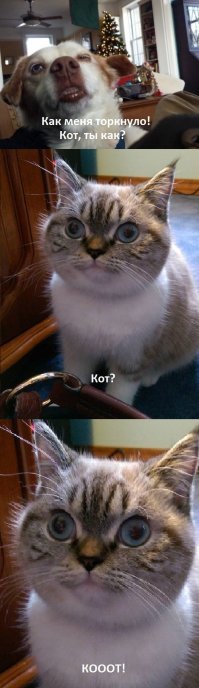 Прикольные комментарии и высказывания из сети