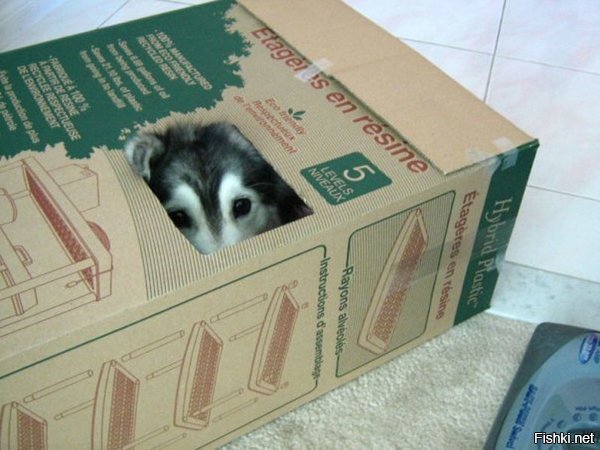 чего еще ждать о собаки воспитанной котом?