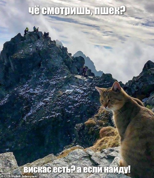 Кот-скалолаз: альпинист встретил на вершине горы домашнего кота