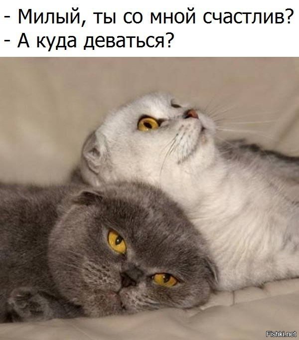шикардос