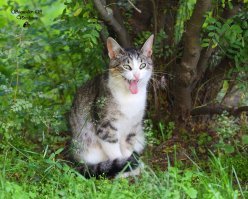 Жуткий костюм для кота на Хэллоуин