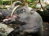 "Однажды Кэтрин зашла к нему в сарай, когда он уже спал и хотела поцеловать в ушко, он разозлился, что его разбудили и ударил Кэтрин по лицу бивнем, в больнице Кэтрин наложили 20 швов"
-----------------------------
Ей повезло, что когда она полезла со своими дурацкими поцелуями, то её поцарапал обычный свин, а не бабирусса (малайская свинья-олень), а то бы пришлось неделю квартиру от кровищи отмывать.