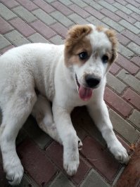 Я как то ночью с ротвейлером решил до магазина сходить.Ну как сходить,это не он был на поводке,а я за ним в валенках по льду нёсся за ним на поводке.Мужики возле магазина стояли,курили и тут мы такие несёмся радостные.В общем понеслись к ночному ларьку,мужики дверь закрыли и не пустили.
 А сейчас вот есть алабай.