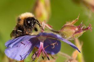 А еще они довольно симпатичные твари, как ни крути.
Дратутэ xD