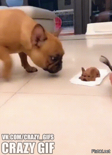 Прикольные комментарии и высказывания из сети