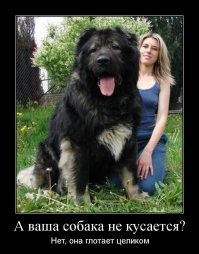 Тузики и Бобики не для слабаков