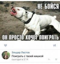 Нападение питбуля на хаски на выставке собак