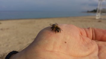 Прилетала пообщаться