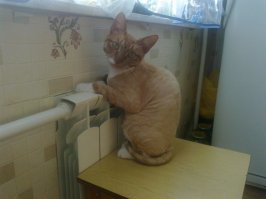 "Заведи кота, будет весело", говорили они: 25 котов, которым плевать на всё