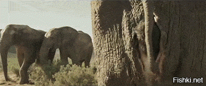 ))))) ничего пошлого...
просто напомнило, человек внутри ЖИВОТНАВА...)