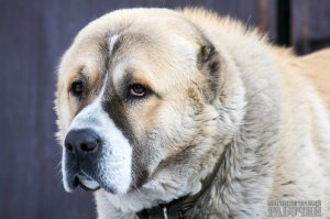 Питбуль...Ммм не не слышал, это что за мелюзга?