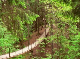 Самый любимый мостик. В Токсово Ленинградской области по дороге в питомник зубробизонов.