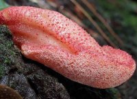 Тещин язык. Как правили, вредный, но бывают и исключения.