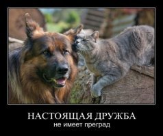 Как собака с кошкой