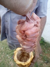 Плоды какао.