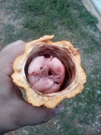 Плоды какао.