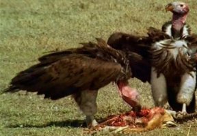 Прощание с Караченцовым: «Господи, пусть уже они все от него отвяжутся»