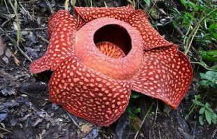 На фишках есть пару постов о секси учителях, возможно это одной из таких и прилетело. Вот умения класуха была, пипец  тут не роза должна быть, тут Самый большой цветок в мире Раффлезия Арнольди. ( Прям как мою классную) растение кроваво-красного цвета, может достигать в ширину до 90 сантиметров и весить около 11 килограммов, там таких маленьких трусиков на батальон можно спрятать и ещё останется место для подарка классному руководителю.