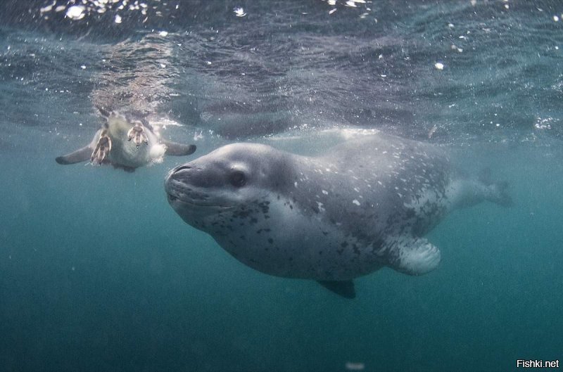 Вот живые.
Морские леопарды клевые, морды у них интересные)