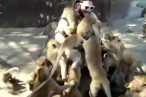 8 гопников с ножами решили забрать айфон у парня, а тот оказался бойцом ММА