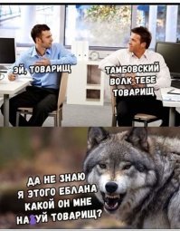 Волгоградец приютил у себя дома волка из Астраханской области