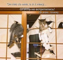 Кошачьи демотиваторы