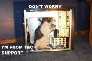 Кошачьи демотиваторы