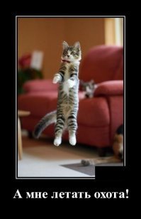 Кошачьи демотиваторы