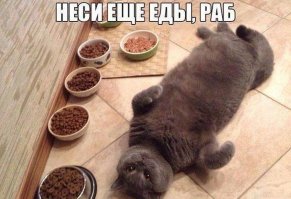 Кошачьи демотиваторы