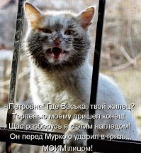Кошачьи демотиваторы