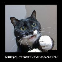 Кошачьи демотиваторы