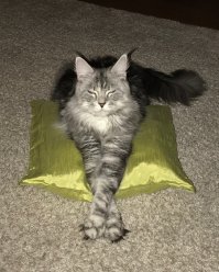 Не люблю мейн-кунов котов за их мордищу...поэтому у меня мейн-кун кошка :-) выставочный экземпляр, которому прочили большое будущее, но купили его мы :-))) и теперь это домашняя киса.  Кстати мейн-куны не очень добрые, с возрастом становятся злее, нужно воспитывать. Наша обожает домашних и шипит на всех пришлых :-)