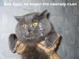 Кошачьи демотиваторы