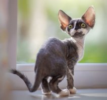 Кошачьи демотиваторы