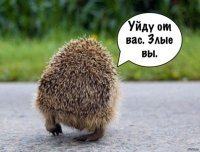 Женское белье из шкур ежей вызвало негодование в культурной столице