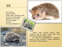 Женское белье из шкур ежей вызвало негодование в культурной столице