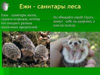 Женское белье из шкур ежей вызвало негодование в культурной столице