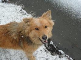 рыжий пёс на моего бестолоча похож