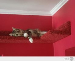 Сделай киске приятно и она тебе даст