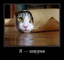 Кошачьи демотиваторы