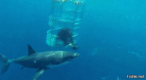 Самые ужасающие нападения акул