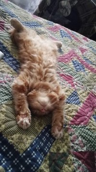 Мой кунчик, 2.5 месяца :)