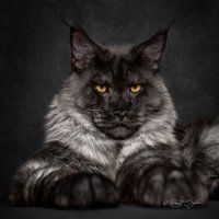Звезда Инстаграма: мейн-кун по кличке Лотус