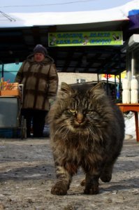 Любитель блатняка