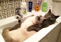 Кот:"Лучше бы я его дома подождал"....