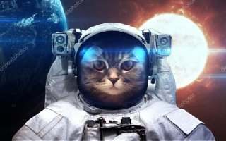 Для чего созданы коты