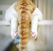 В доме кто-то завёлся. Может это девушка?