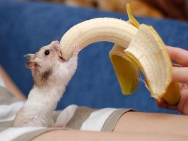 Огромный жених и половина невесты