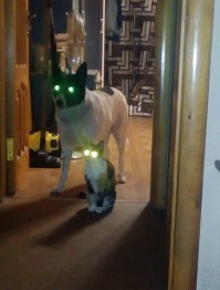 Моя парочка с ночной подсветкой.