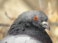 Подборка автомобильных приколов